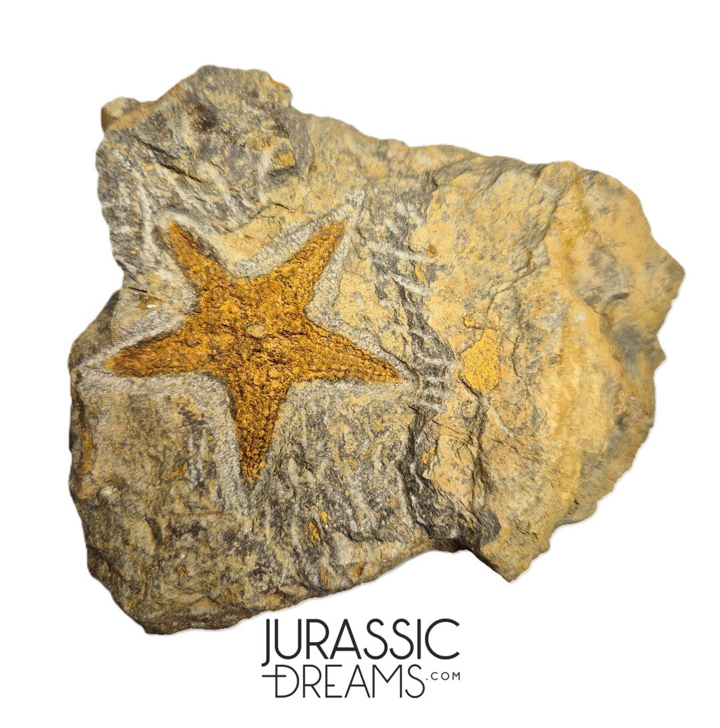 S83 - Nicely Preserved Petraster Ordovician Starfish Tiouririne Formation