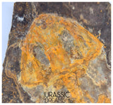 J507 - Museum Grade Rare Jeholotriton paradoxus - Primitive Jurassic Salamander - Daohugou Beds