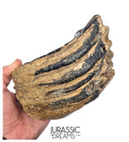 S338 - Nicely Preserved Huge Ice Age Woolly Mammoth (Mammuthus primigenius) Upper Molar Tooth