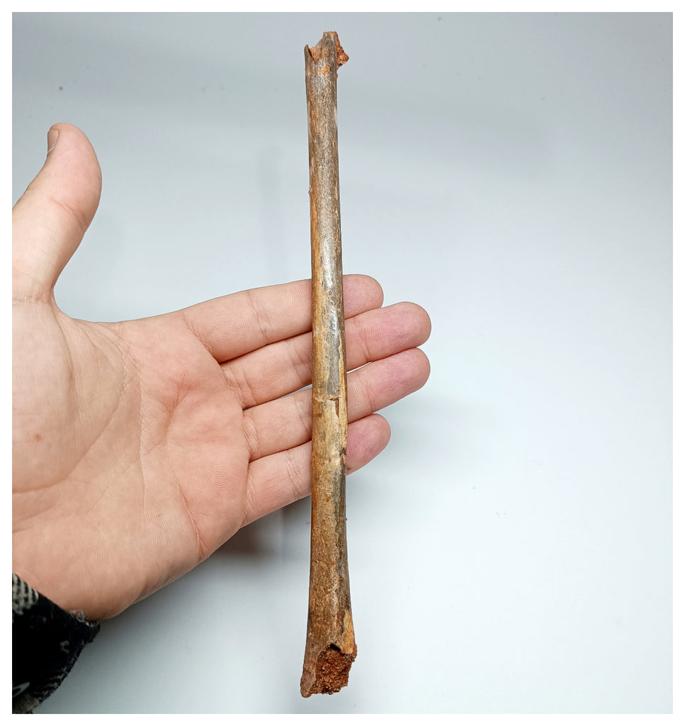 1133 - Exceedingly Rare Cretaceous Azhdarchid Pterosaur Metacarpal Bone KemKem