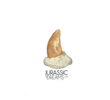 S518 - Top Rare Acheroraptor temertyorum (Dromaeosaurid Raptor Theropod) Dinosaur Tooth - Lance Creek Fm