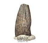 J336 - Rare Juvenile Spinosaurid Dinosaur (cf Suchomimus) Foot Claw - Elrhaz Fm