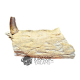 20017 - Unusual Suchomimus tenerensis Spinosaurid Dinosaur Left Hemi dentary