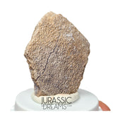 J202- Exceedingly Rare Saltasaurus Titanosaur Egg Shell - Late Cretaceous Anacleto Fm