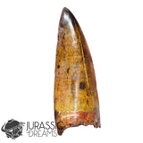 20009 - Gem Grade Carcharodontosaurus saharicus Dinosaur Premaxillary Tooth IN CATAWIKI AUCTION NOW