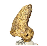 S376 - Amazing Huge Ice Age Cave Bear (Ursus spelaeus) Claw - Upper Pleistocene