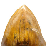J496 - Gem Grade Huge Killer Megalodon Tooth from Rare Indonesia Location