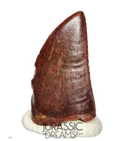 S132 - Gem Grade Carcharodontosaurus saharicus Dinosaur Tooth - KemKem Beds