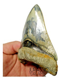T132 - Finest Serrated 3.70'' Megalodon Tooth from Rare Indonesia Location