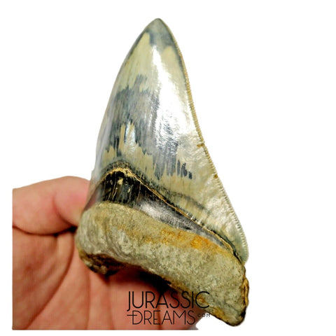 T132 - Finest Serrated 3.70'' Megalodon Tooth from Rare Indonesia Location