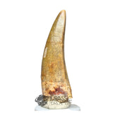 20031 - Rare Afrovenator abakensis Megalosaurid Dinosaur Tooth Jurassic Tiouraren Fm