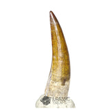 20158 - Nicely Preserved Suchomimus tenerensis Dinosaur Tooth