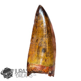 20009 - Gem Grade Carcharodontosaurus saharicus Dinosaur Premaxillary Tooth IN CATAWIKI AUCTION NOW