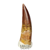 S210 -Gem Grade Suchomimus tenerensis Spinosaurid Dinosaur Tooth Partially Rooted VISIBLE CARINA