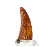 20317 - Gem Grade Carcharodontosaurus saharicus Dinosaur Tooth