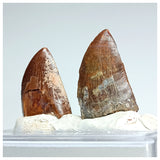 1196 - Set of 2 Juvenile Nicely Preserved Carcharodontosaurus saharicus Dinosaur Teeth