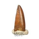 S313 - Rare Abelisaurid (cf Rugops sp) Premaxillary Dinosaur Tooth - Cretaceous KemKem Beds