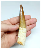 1146 -Amazing Large Spinosaurus aegyptiacus Dinosaur Tooth