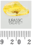 J15 - SPIDER Araneae Fossil Inclusion Genuine BALTIC AMBER + HQ Picture