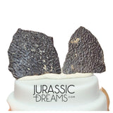 J211 - Exceedingly Rare Hadrosaurid (cf Maisaura peeblesorum) Set of 2 Egg Shells - Late Cretaceous Two Medicine Fm