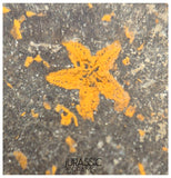 S257 - Nicely Preserved Petraster Ordovician Starfish + Carpoid - Tiouririne Formation