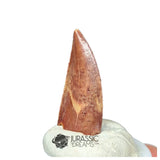 20218 - Gem Grade Abelisaurid Dinosaur Tooth - Cretaceous KemKem Beds