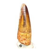 20392 - Nicely Preserved Spinosaurus aegyptiacus Dinosaur Tooth