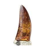 20042 - Gem Grade Carcharodontosaurus saharicus Dinosaur Tooth IN CATAWIKI AUCTION NOW