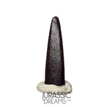 S414 - Top Pristine Nigersaurus taqueti Rebbachisaurid Sauropod Dinosaur Tooth