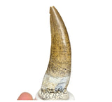 S80 - Nicely Preserved Suchomimus tenerensis Spinosaurid Dinosaur Tooth