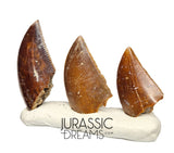 S56 - Set of 3 Majungasaurus crenatissimus Abelisaurid Dinosaur Teeth
