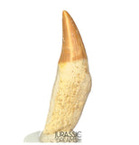 S254- Finest Grade Gavialimimus almaghribensis (Rare Mosasaur species) Rooted Tooth - Late Cretaceous