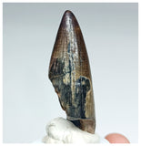 1191 - Gem Grade Sarcosuchus imperator Crocodile Tooth - Lower Cretaceous Elrhaz Fm