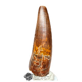 20168 - Finest Grade Spinosaurus aegyptiacus Dinosaur Tooth - Cretaceous KemKem Beds