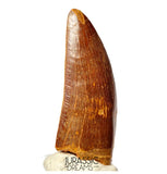 J498 - Nicely Preserved Large Carcharodontosaurus saharicus Dinosaur Tooth - Cretaceous KemKem Beds