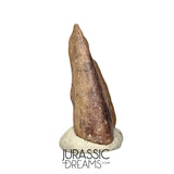 J112 - Rare Juvenile Spinosaurid Dinosaur (cf Suchomimus) Foot Claw - Elrhaz Fm