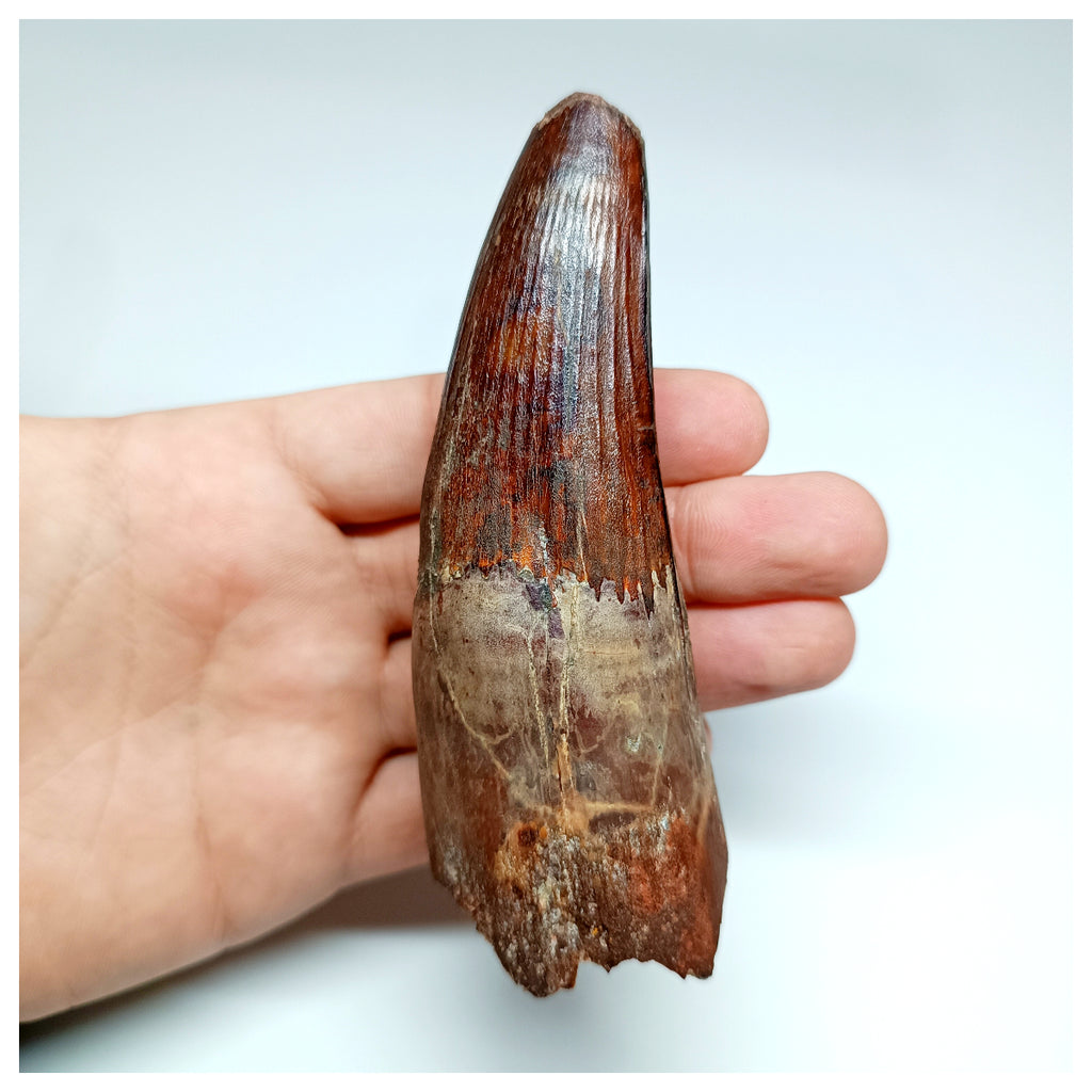 1043 - Massive Rooted Spinosaurus aegyptiacus 4.72'' Dinosaur Tooth