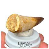 S231 - Large Rooted Spinosaurus aegyptiacus Dinosaur Tooth - Cretaceous KemKem Beds