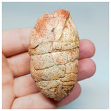 1116 - Coprolite with Digested Fish Scales from Icthyophagous Reptile-Dinosaur