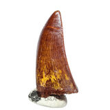 20048 - Gem Grade Carcharodontosaurus saharicus Dinosaur Tooth