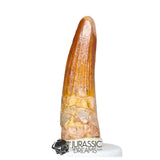 20488 - Nicely Preserved Spinosaurus aegyptiacus Dinosaur Tooth