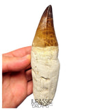 S258 - Outstanding Huge Thalassotitan atrox (Largest known mosasaur species) Rooted Tooth - Late Cretaceous