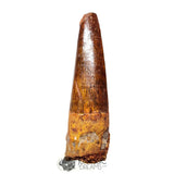 20176 - Nicely Preserved Spinosaurus aegyptiacus Dinosaur Tooth