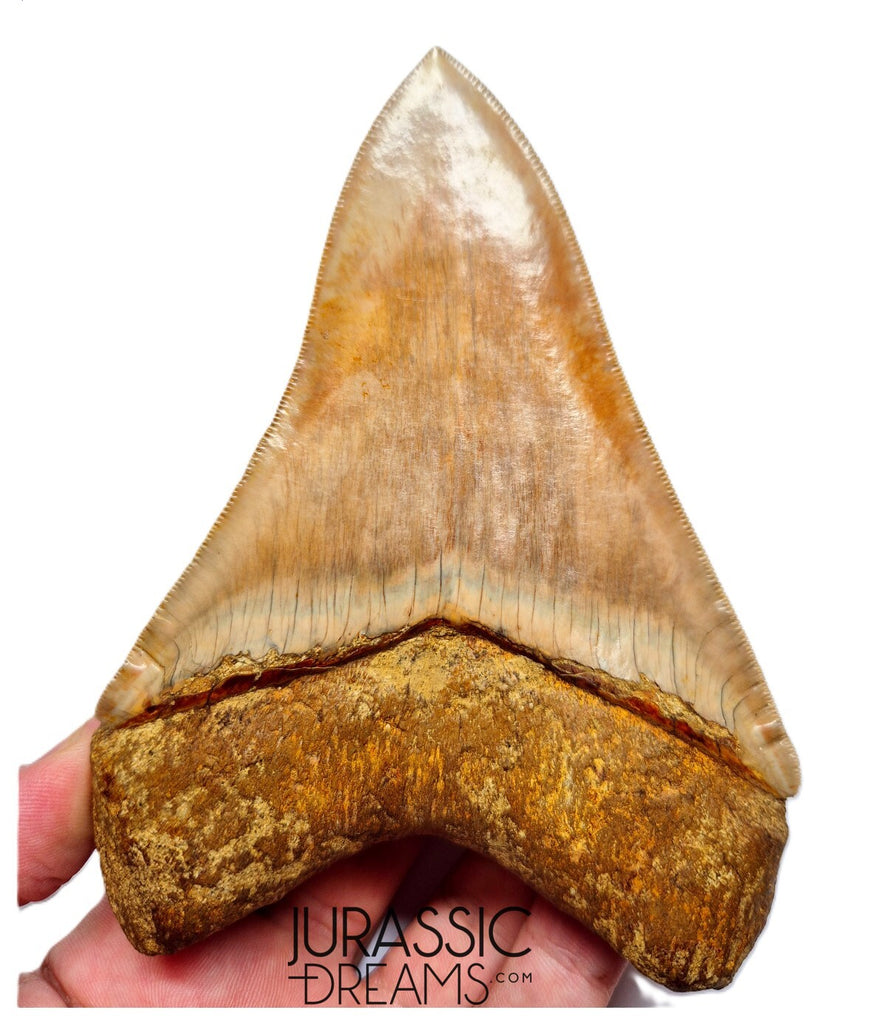 J563 - Gem Grade Huge Killer Megalodon Tooth from Rare Indonesia Location