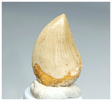 1183- Gem Grade Carcharodontosaurus saharicus Dinosaur Tooth