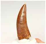 1333 - Nicely Preserved Carcharodontosaurus saharicus Dinosaur Tooth KemKem Beds