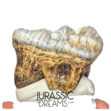 S234 - Gem Grade Huge Ice Age Cave Bear (Ursus spelaeus) Upper Molar Tooth (M2) - Pleistocene
