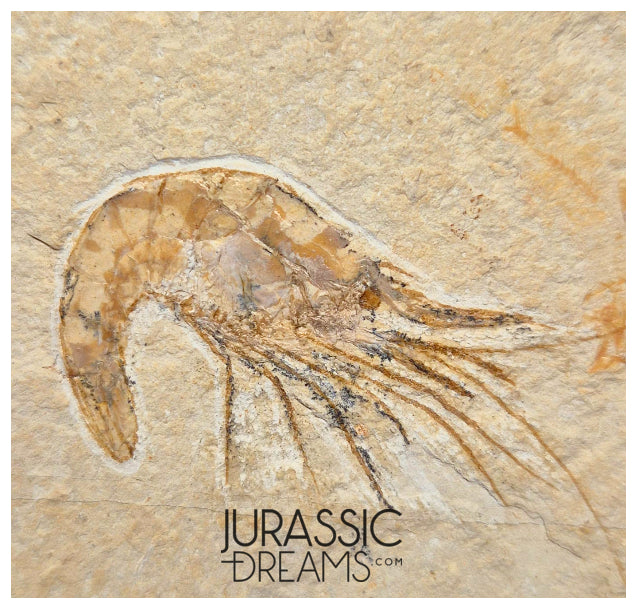 S267 - Nicely Preserved Fossil Shrimp "Carpopenaeus sp" - Cretaceous from Lebanon