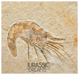 S267 - Nicely Preserved Fossil Shrimp "Carpopenaeus sp" - Cretaceous from Lebanon