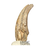 J410 - Museum Grade Ornithocheirid Pterosaur Claw - Lower Cretaceous  Elrhaz Fm